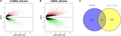 Immune-Related Long Non-coding RNA Signature and Clinical Nomogram to Evaluate Survival of Patients Suffering Esophageal Squamous Cell Carcinoma